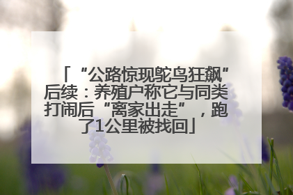 “公路惊现鸵鸟狂飙”后续：养殖户称它与同类打闹后“离家出走”，跑了1公里被找回