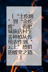 “土疙瘩”到“金疙瘩”，看肥城旅店村生姜种植从传统农作到“云上”热销的蝶变之路