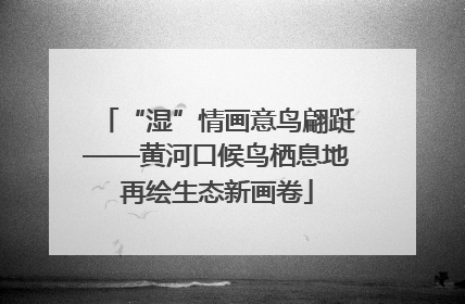 “湿”情画意鸟翩跹——黄河口候鸟栖息地再绘生态新画卷