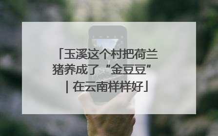 玉溪这个村把荷兰猪养成了“金豆豆”｜在云南样样好