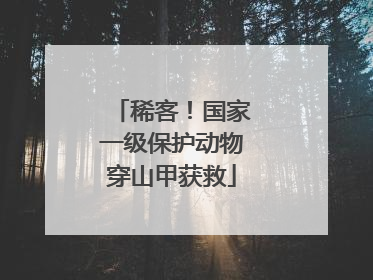 稀客！国家一级保护动物穿山甲获救