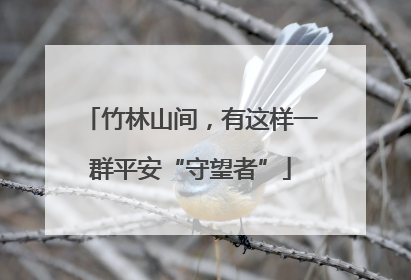 竹林山间，有这样一群平安“守望者”