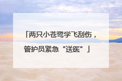 两只小苍鹭学飞刮伤，管护员紧急“送医”
