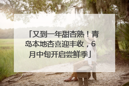 又到一年甜杏熟！青岛本地杏喜迎丰收，6月中旬开启尝鲜季