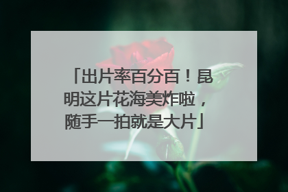 出片率百分百！昆明这片花海美炸啦，随手一拍就是大片