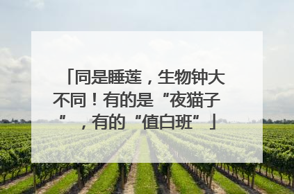 同是睡莲，生物钟大不同！有的是“夜猫子”，有的“值白班”