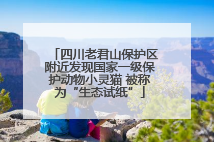 四川老君山保护区附近发现国家一级保护动物小灵猫 被称为“生态试纸”