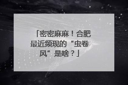 密密麻麻！合肥最近频现的“虫卷风”是啥？