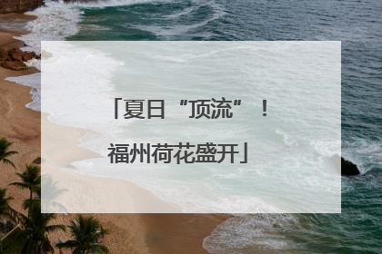 夏日“顶流”！福州荷花盛开