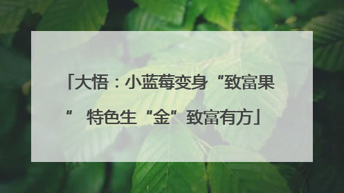 大悟：小蓝莓变身“致富果” 特色生“金”致富有方