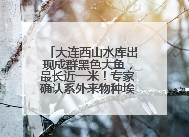 大连西山水库出现成群黑色大鱼，最长近一米！专家确认系外来物种埃及塘鲺