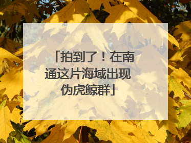 拍到了！在南通这片海域出现伪虎鲸群