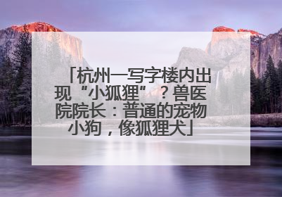 杭州一写字楼内出现“小狐狸”？兽医院院长：普通的宠物小狗，像狐狸犬