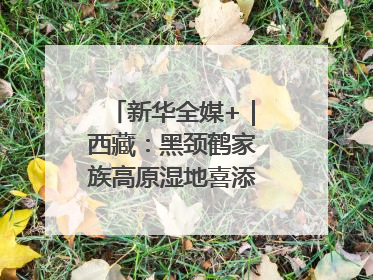 新华全媒+｜西藏：黑颈鹤家族高原湿地喜添“萌宝”