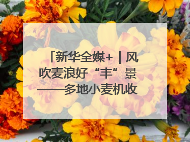 新华全媒+｜风吹麦浪好“丰”景——多地小麦机收一线见闻