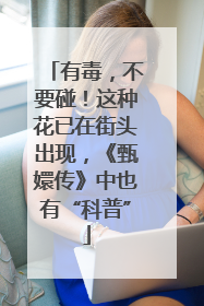 有毒，不要碰！这种花已在街头出现，《甄嬛传》中也有“科普”