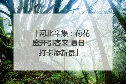 河北辛集：荷花盛开引客来 夏日打卡添新景
