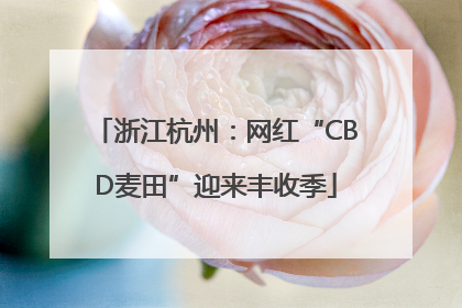 浙江杭州：网红“CBD麦田”迎来丰收季