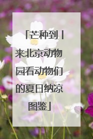 芒种到丨来北京动物园看动物们的夏日纳凉图鉴
