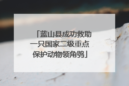 蓝山县成功救助一只国家二级重点保护动物领角鸮