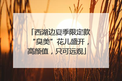 西湖边夏季限定款“臭美”花儿盛开，高颜值，只可远观