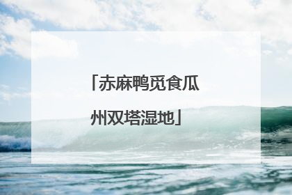 赤麻鸭觅食瓜州双塔湿地
