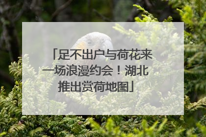 足不出户与荷花来一场浪漫约会！湖北推出赏荷地图