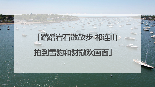 蹭蹭岩石散散步 祁连山拍到雪豹和豺撒欢画面