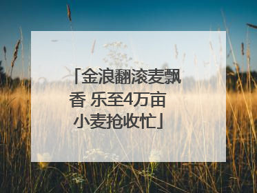 金浪翻滚麦飘香 乐至4万亩小麦抢收忙