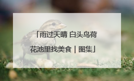 雨过天晴 白头鸟荷花池里找美食｜图集