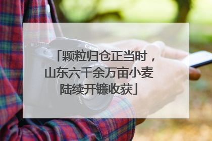颗粒归仓正当时，山东六千余万亩小麦陆续开镰收获