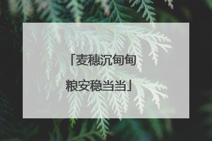 麦穗沉甸甸 粮安稳当当
