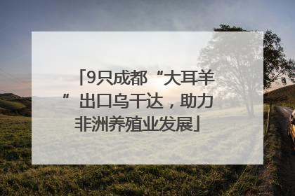 9只成都“大耳羊”出口乌干达，助力非洲养殖业发展